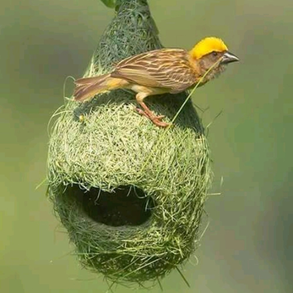 Meet your Posher, Charles